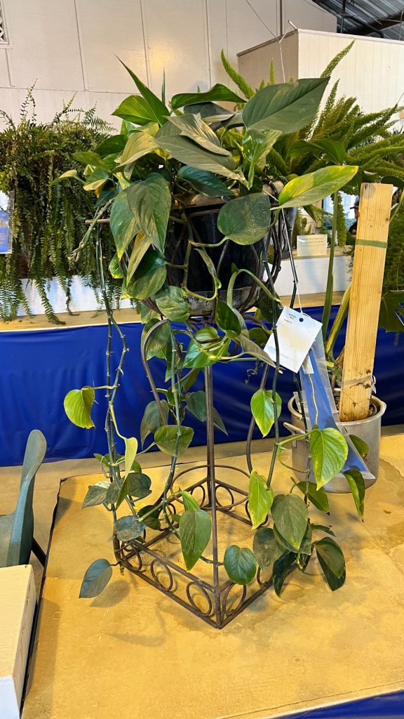 Content image for Potted Plants in Classic Planters: A Fresh Touch